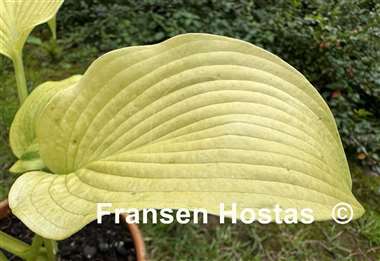 Hosta Gold Angel